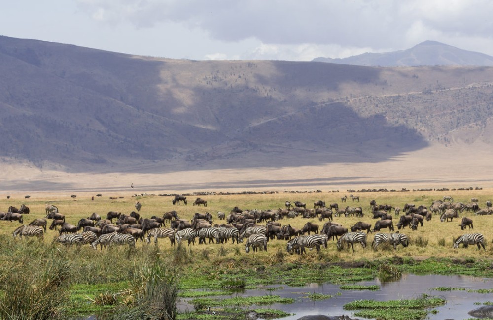 Ngorongoro Crater Safari