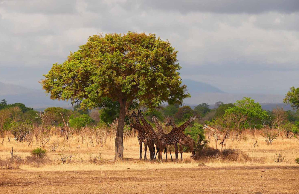 Mikumi National Safaris